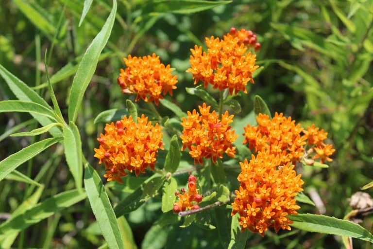Butterfly weed blooming in the garden, The Best Native Plants for a Zone 5 Garden