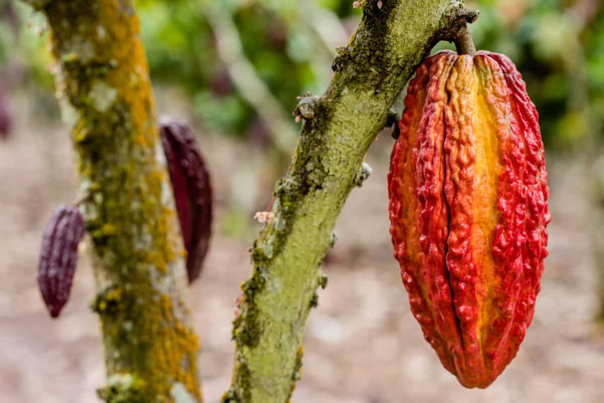 CACAO PLANT IN PRODUCTION IN THE CULTIVATION FIELDS 