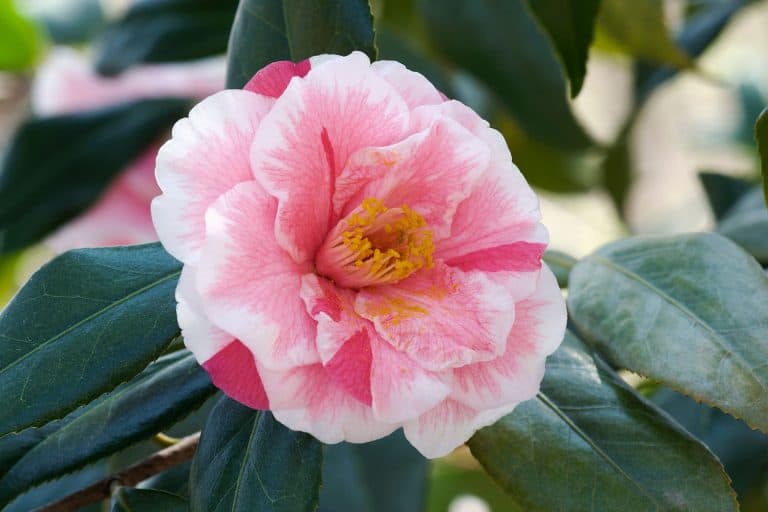 Camellias with bright pink and red petals, 10 Thriving Tropical Plants for Zone 8 Gardens