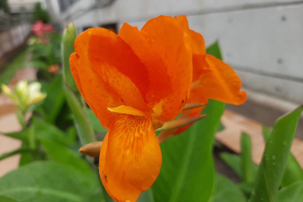 Orange petals of a Canna Lily