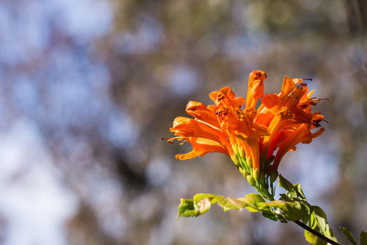 Blooming Cape Honeysuckle 