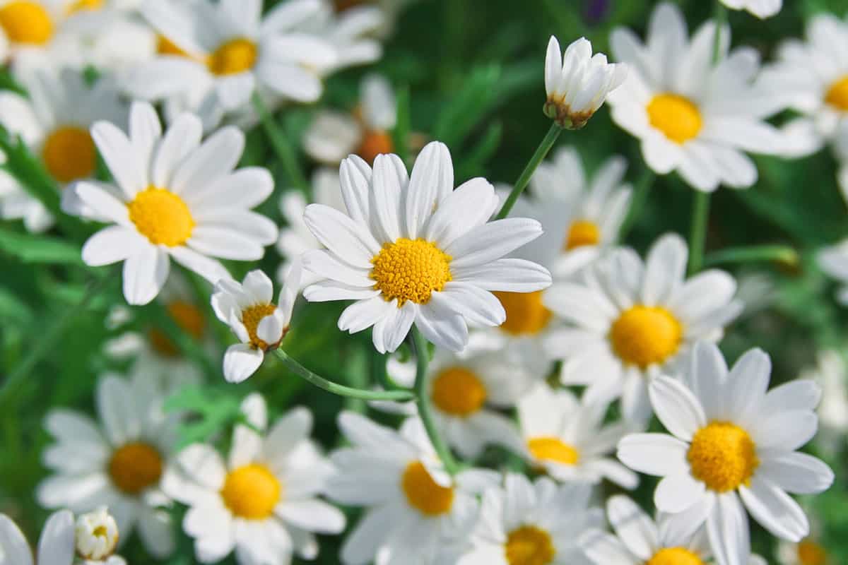 Chamomile plant with white blooming petals
