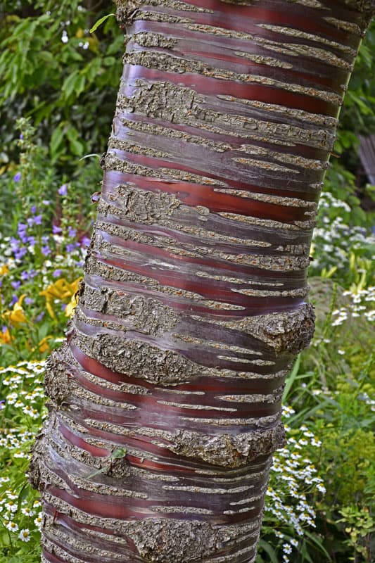 Cherry Birch photographed in great detail