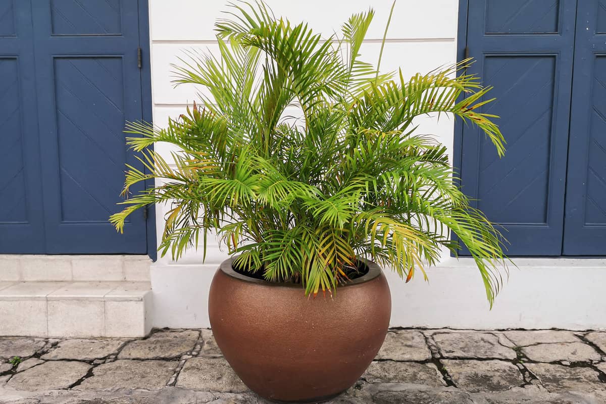 Gorgeous fan palm planted in a clay pot