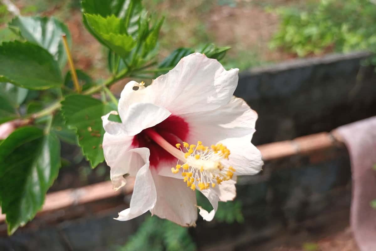 White Chinese Hibiscus flower