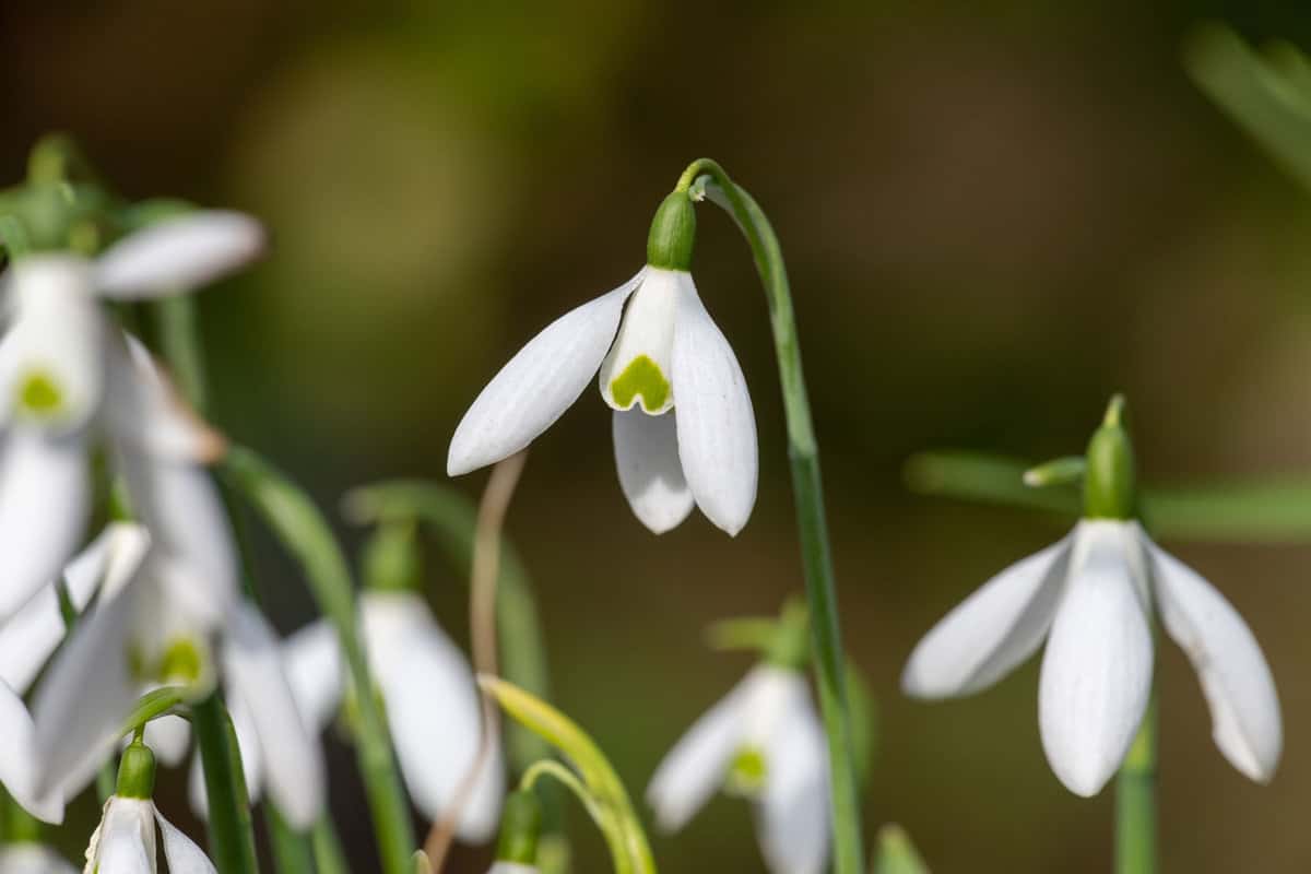Close up of an Orion greater snowdrop (galanthus elwesii) flower in bloom