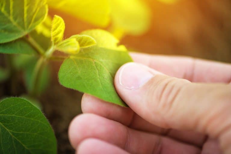 Close-up-of-male-farmer-hand-examining-soybean-plant-leaf
