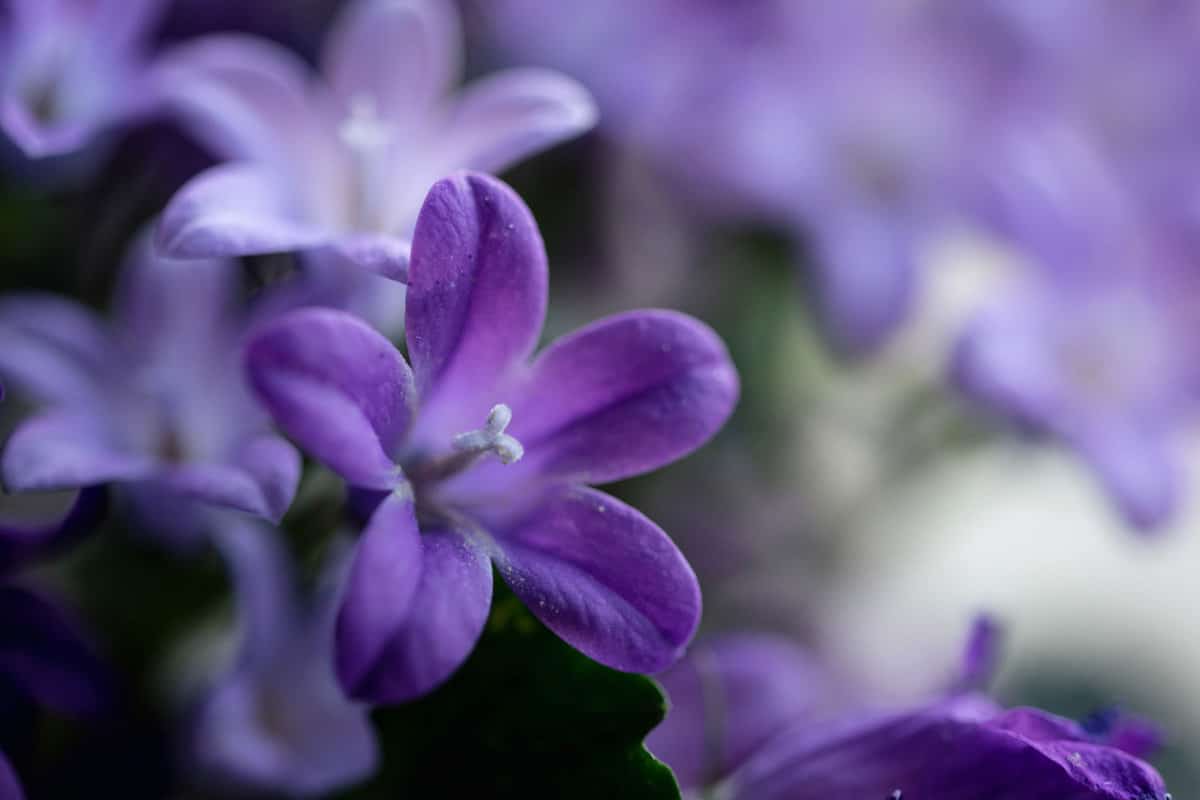 Close up of the petals on purple campanula bellflower plant in bloom.