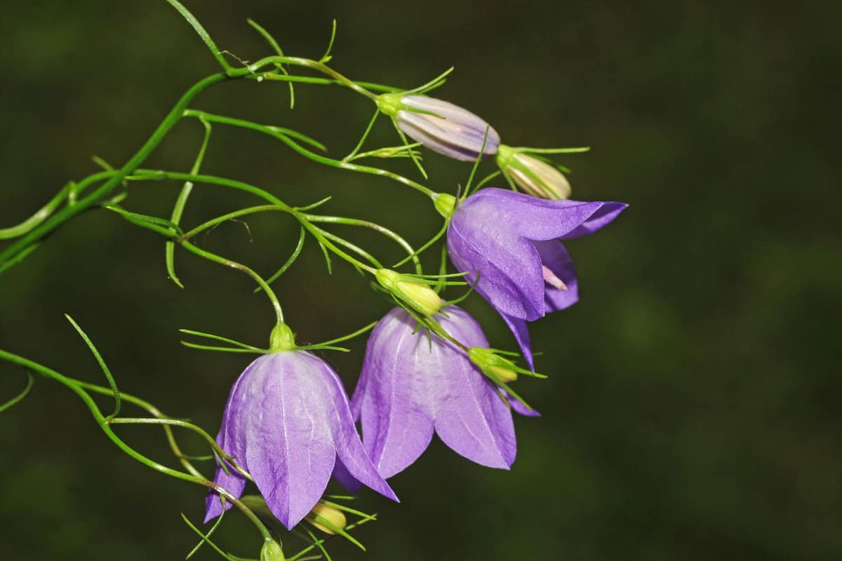 Cluster of violet-blue harebells and buds isolated against background