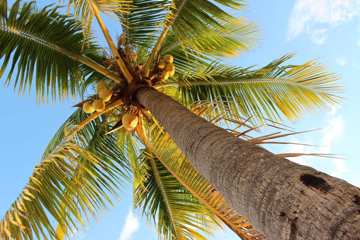 Tall coconut palm plant at a sunny day