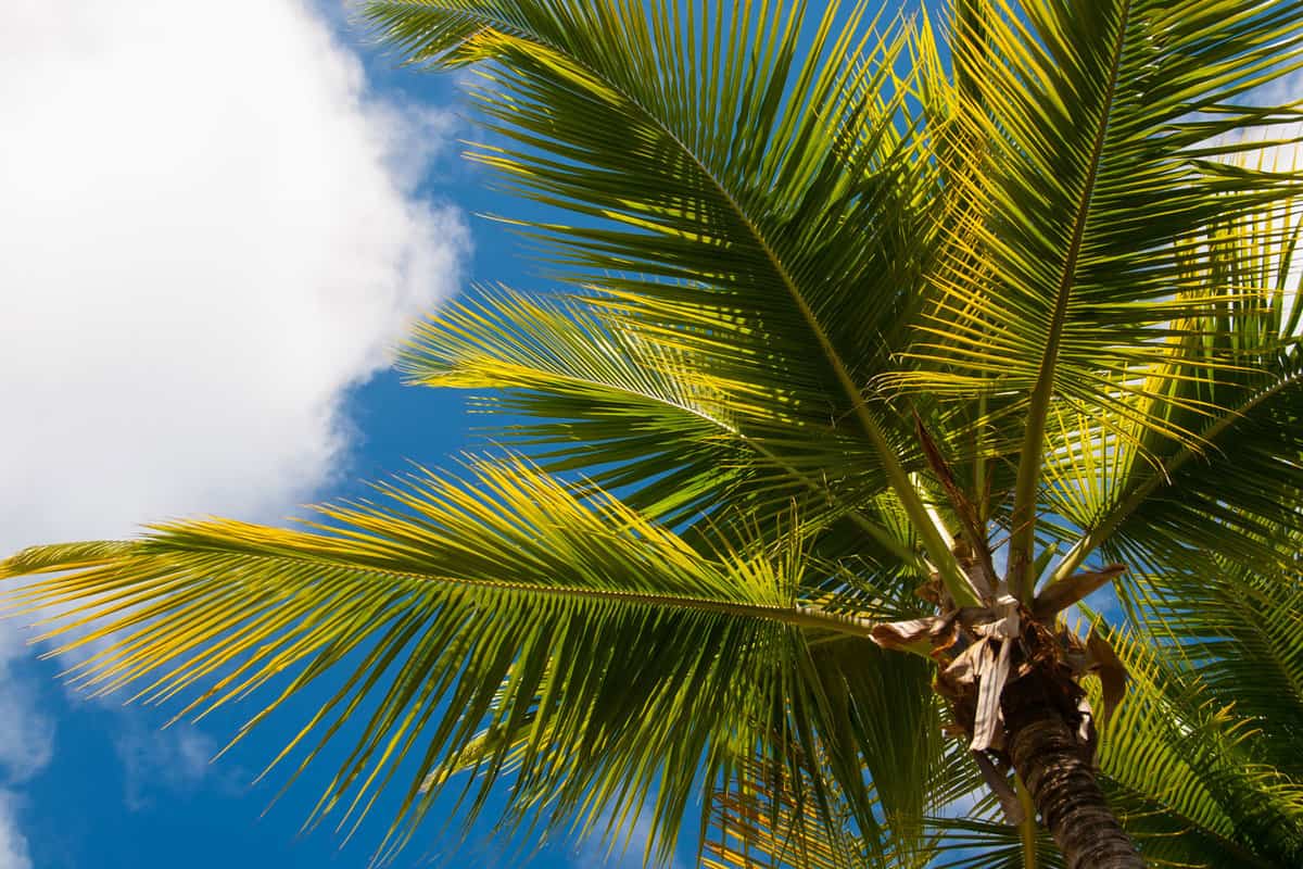 Tall coconut palm