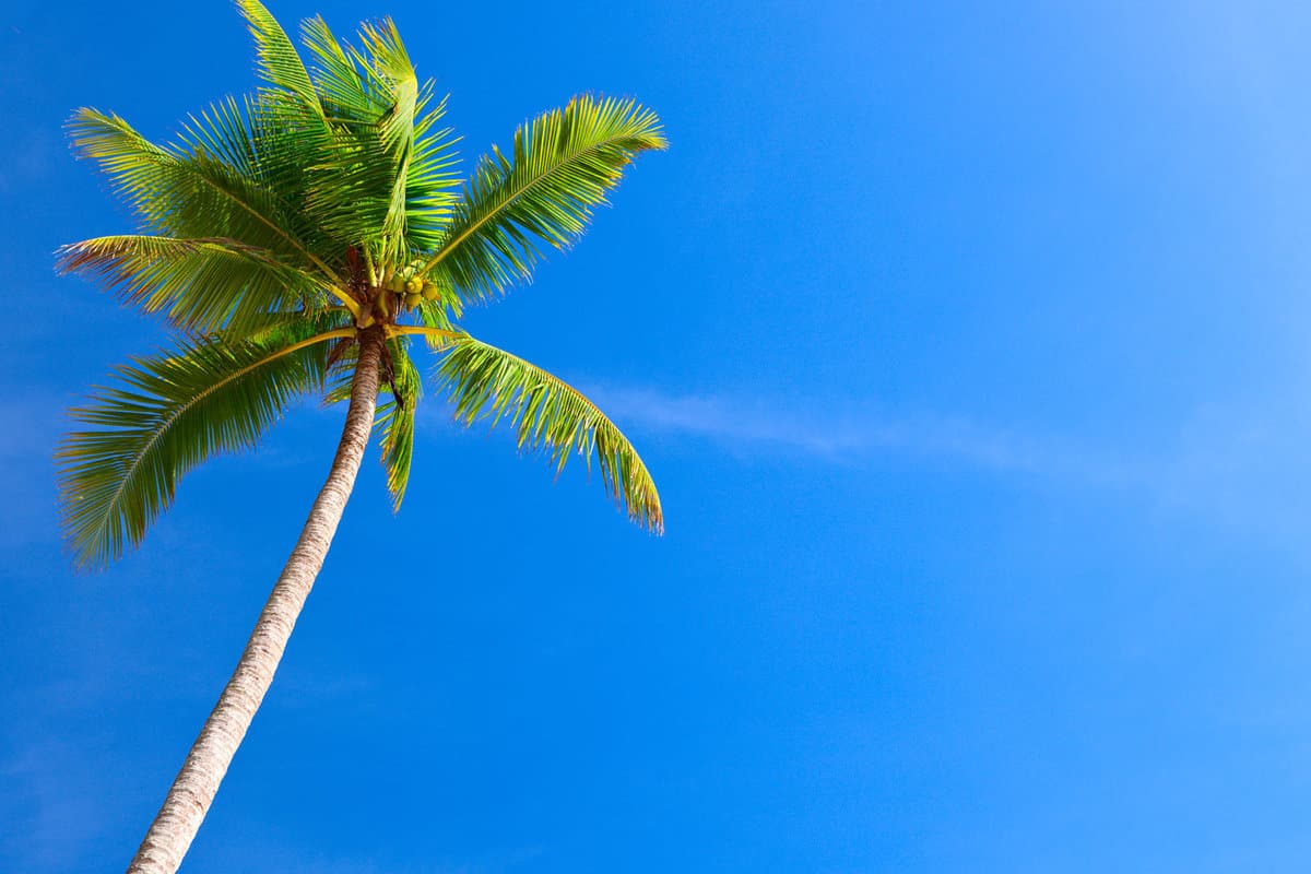 Coconut palm photographed on a sunny day