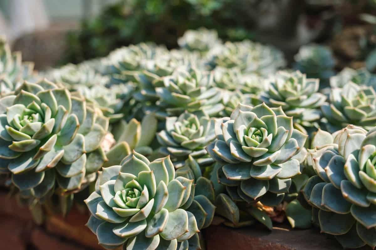 Gorgeous succulents planted in the garden