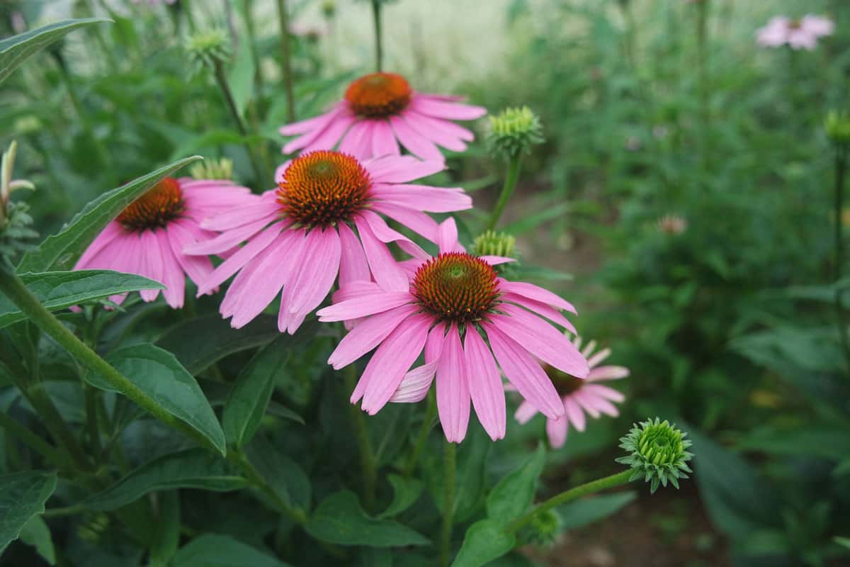 Coneflower brightly blooming in the garden
