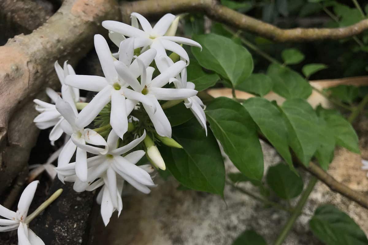 Confederate Jasmine with white blooming petals