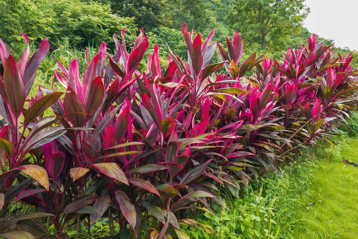 A row of Cordyline used for property border