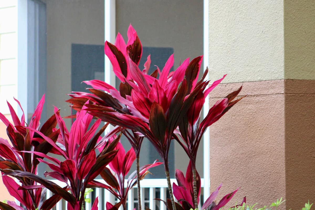 Cordyline planted in front of the house