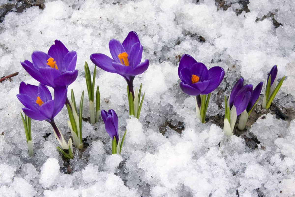 Crocus flowers blooming through the melting snow in the spring