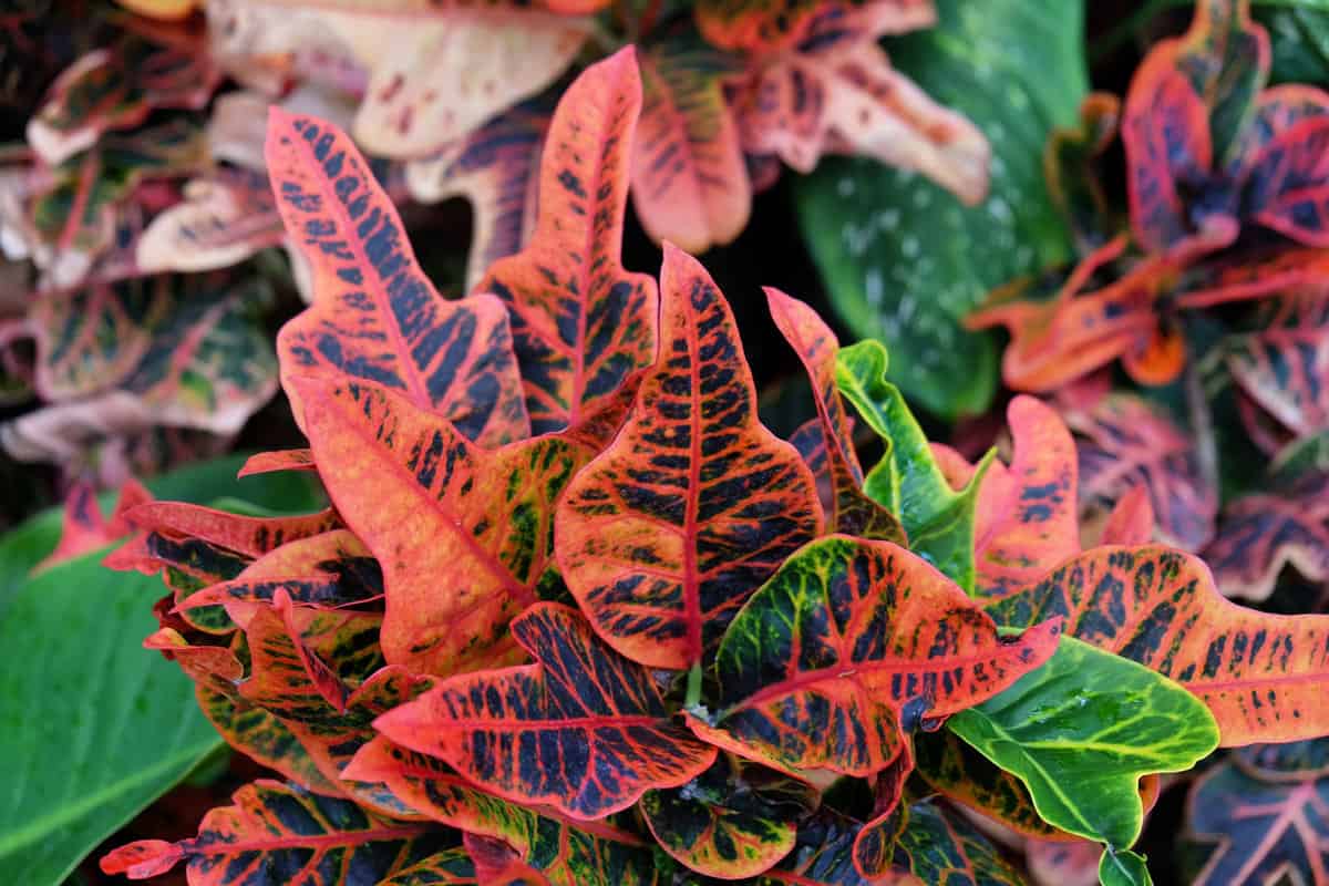 Croton plant with red leaves