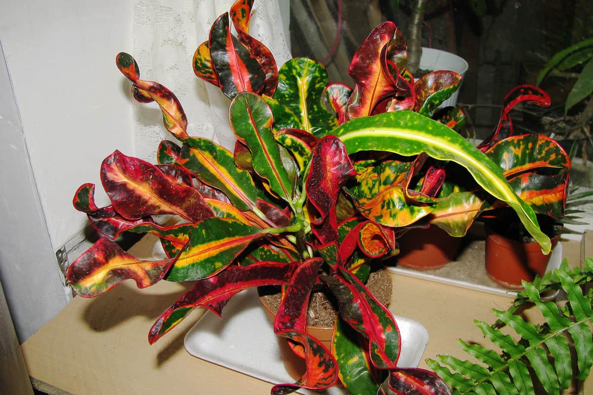 Croton plant placed in the balcony