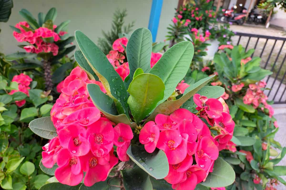 Gorgeous bright pink petals of a Crown of thorns plant