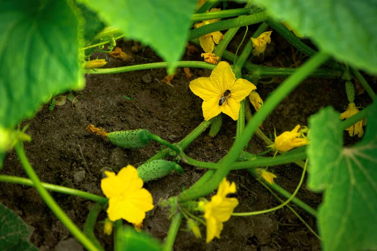 Cucumbers growing in a vegetable garden in summer with gherkin and yellow flowers
