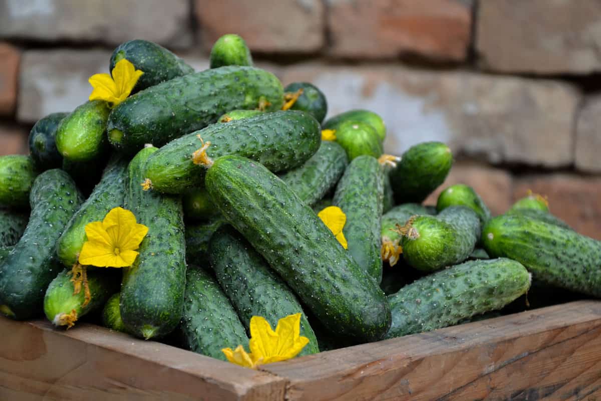 Lots of cucumbers in a wooden box