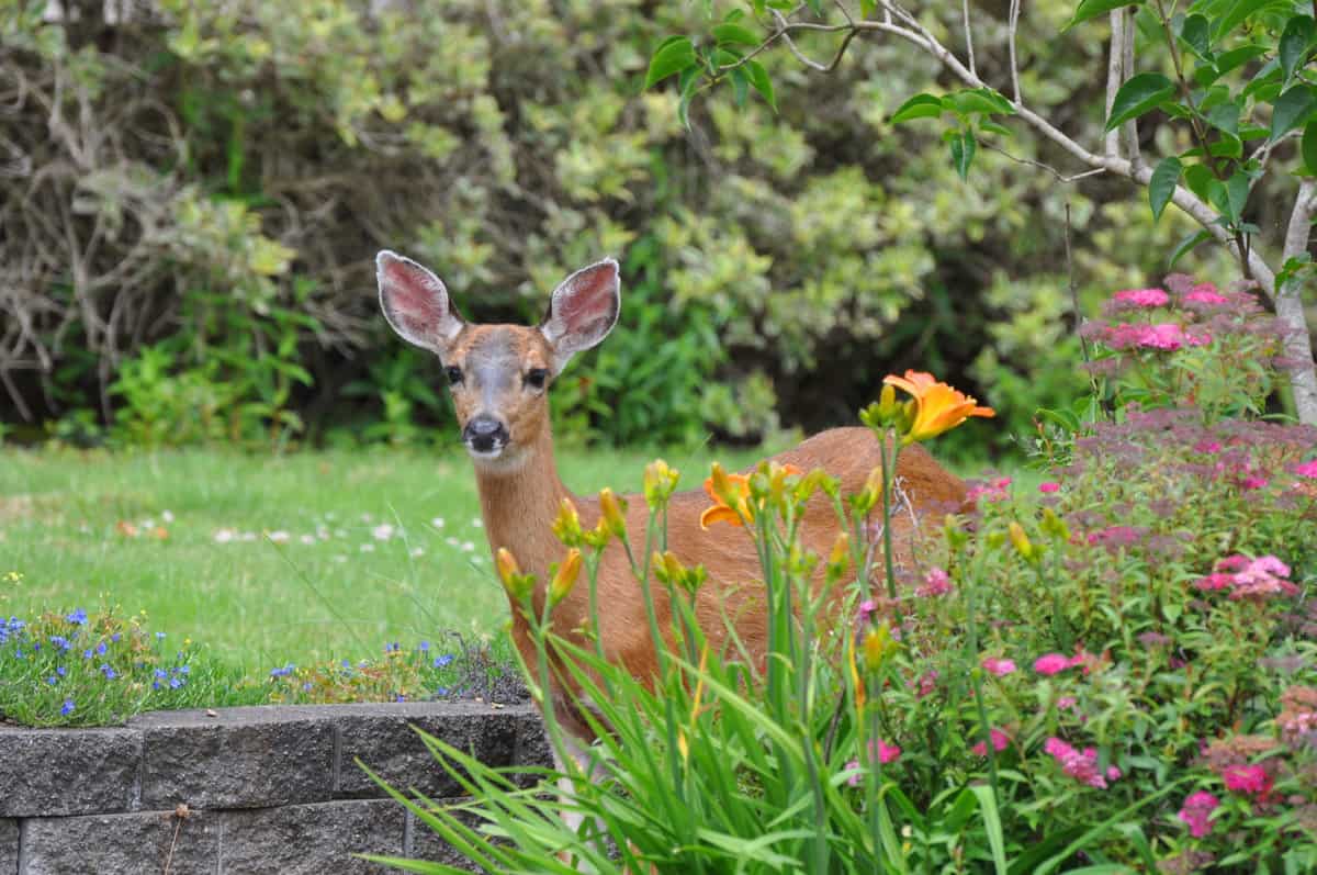 deer peeking behind wildflowers in a garden