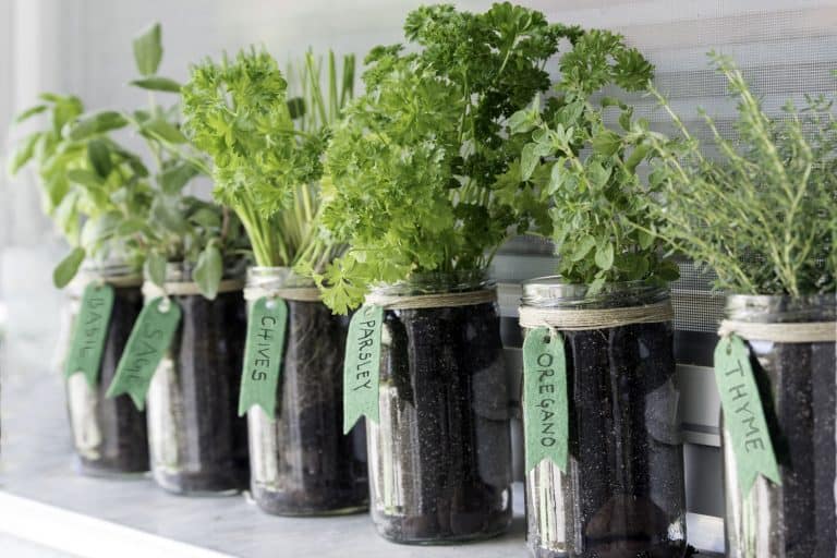 Different kinds of herbs and greens planted in small containers