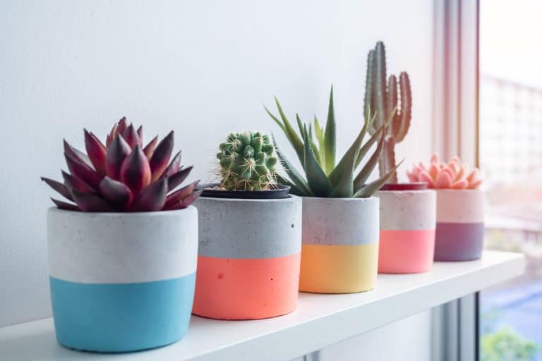 A line up of brightly colored pots with succulents planted on them, Gardening with Succulents in Zone 9: Tips and Tricks