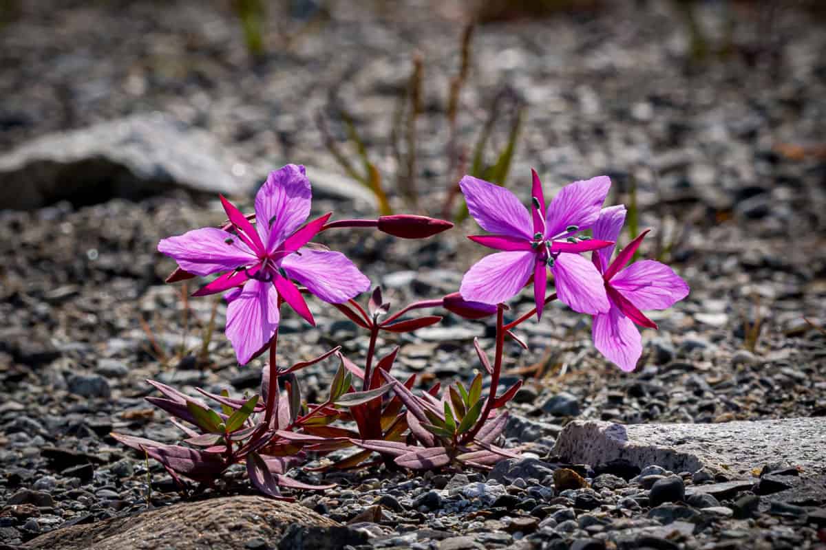 Wild dwarf fireweed photographed up close