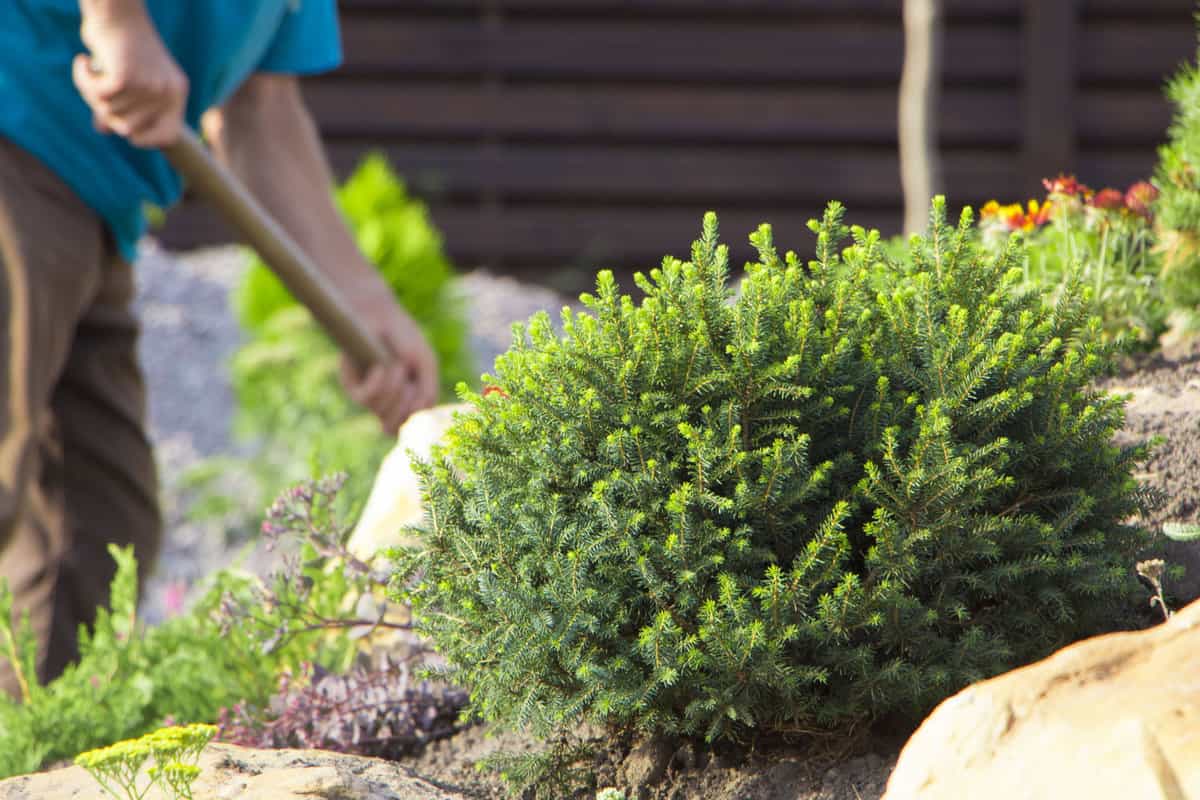 Gardener checking his Dward Mugo Pine