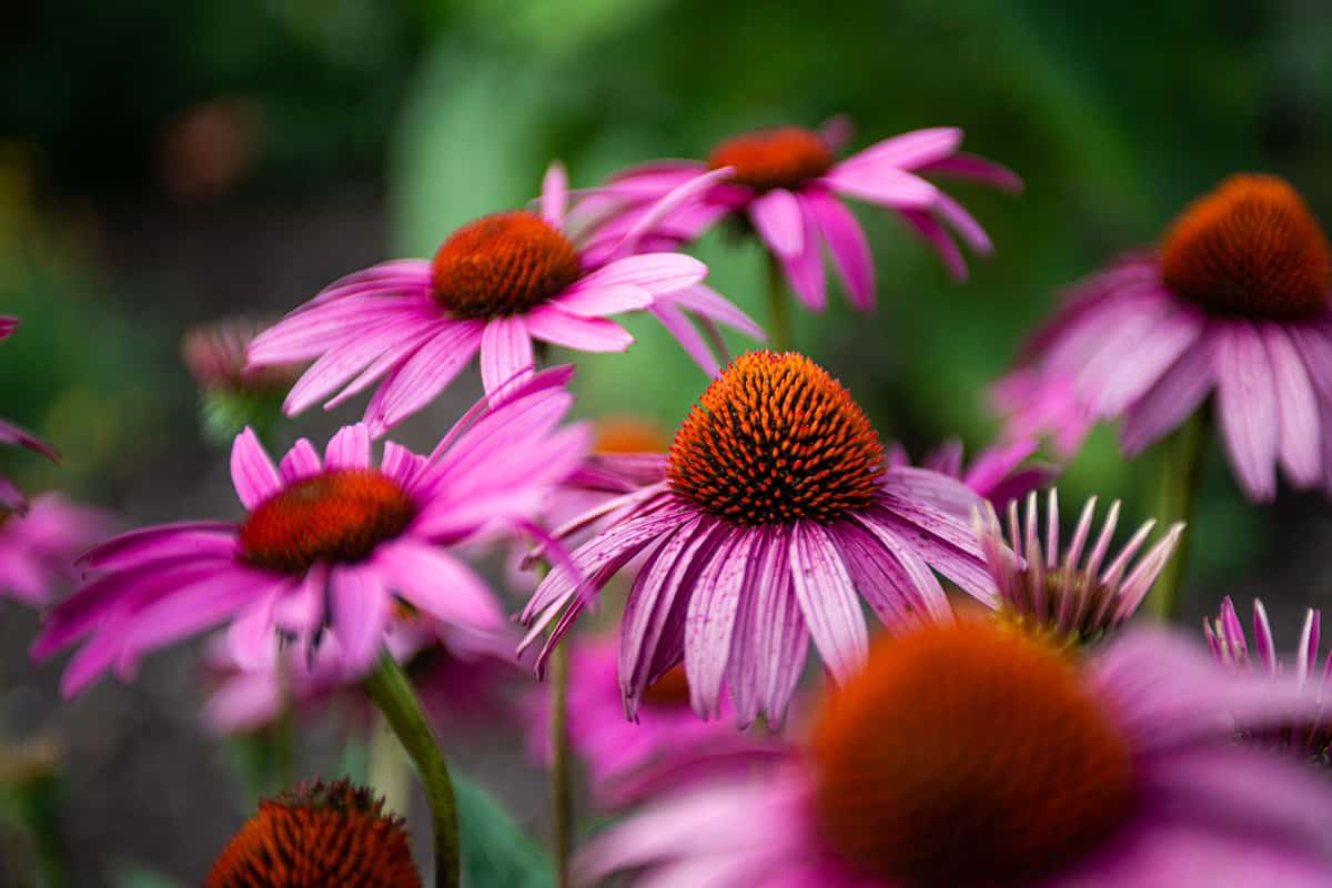Echinacea blooming at a garden