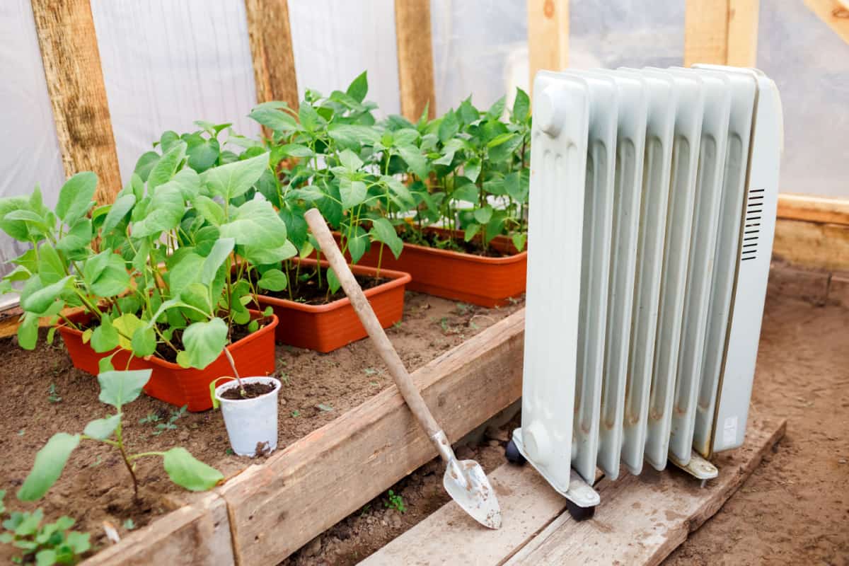 Electric oil heater in greenhouse with seedlings of plants