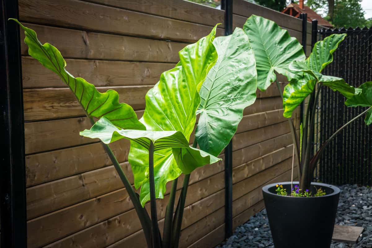 Elephant ears with bright green leaves
