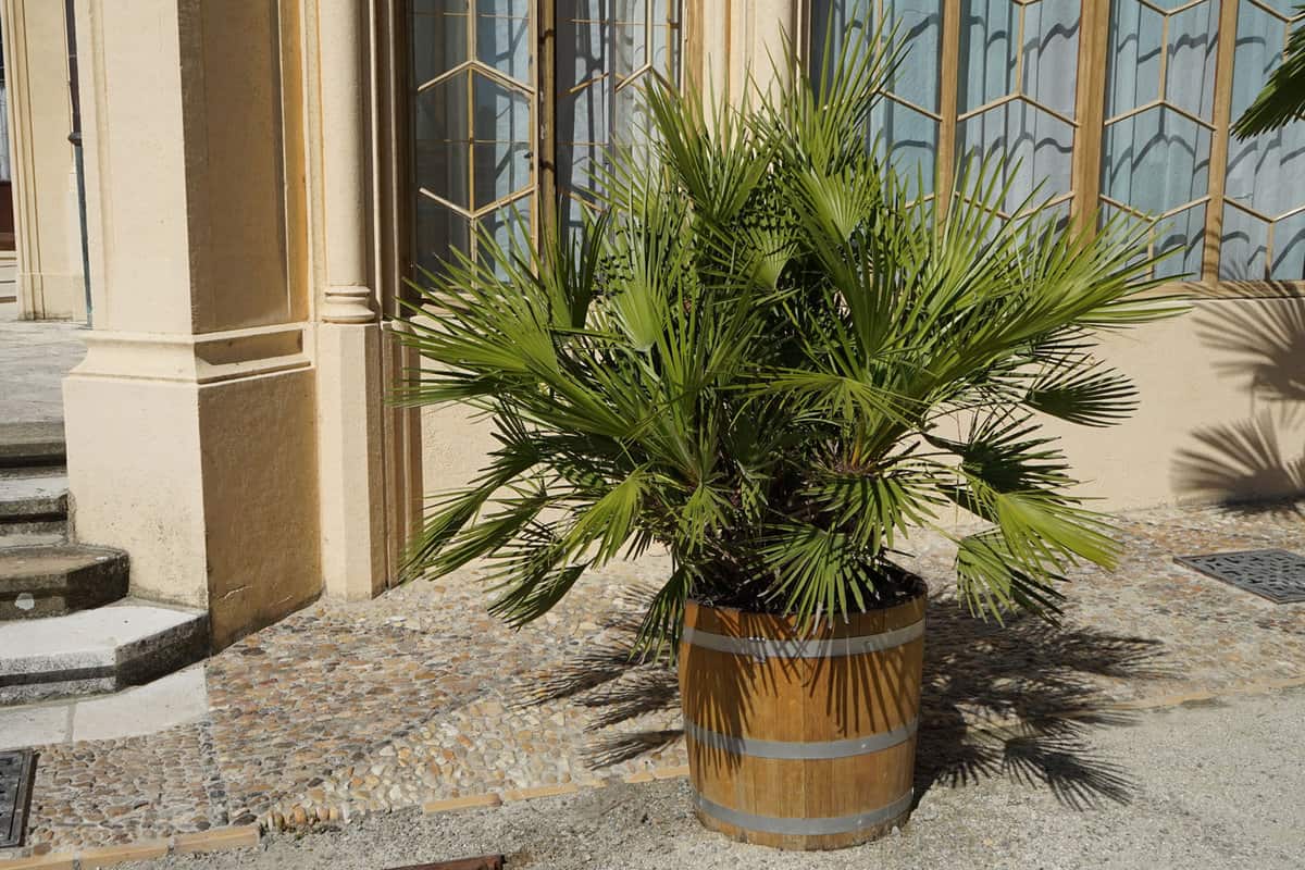 European Fan Palm planted in front of the garden