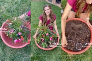 Three screenshots of a woman planting multiple plants in a large container