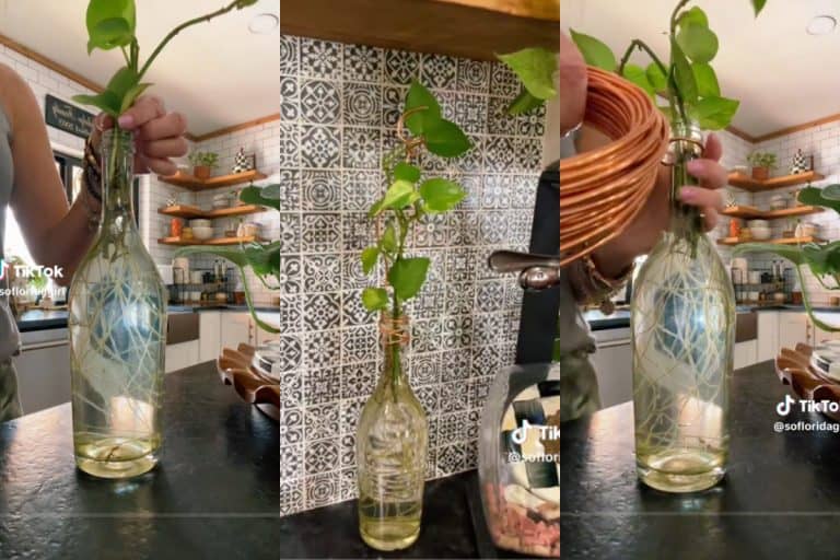 Screenshots of a pothos growing in a jar with copper wire as decoration