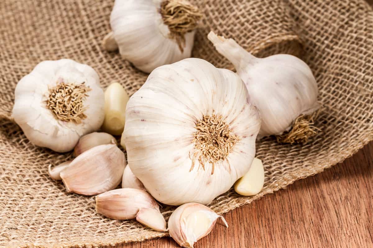 Garlic on a mesh bag, Garlic Lovers: 17 Tips for Growing and Harvesting Garlic in Your Garden