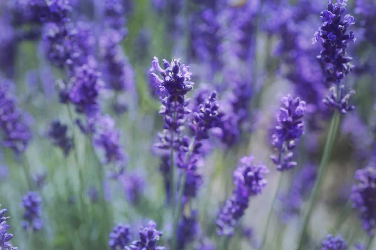 Gorgeous lavender field