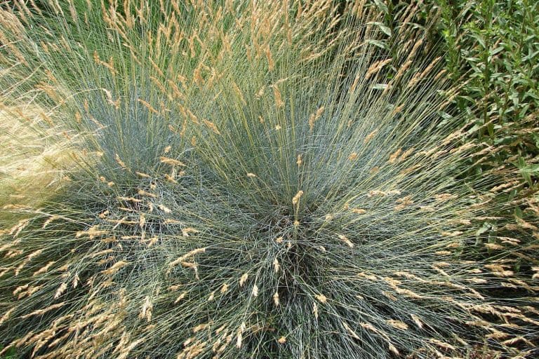 Festuca glauca planted at the garden, The Best Ornamental Grasses for Zone 7