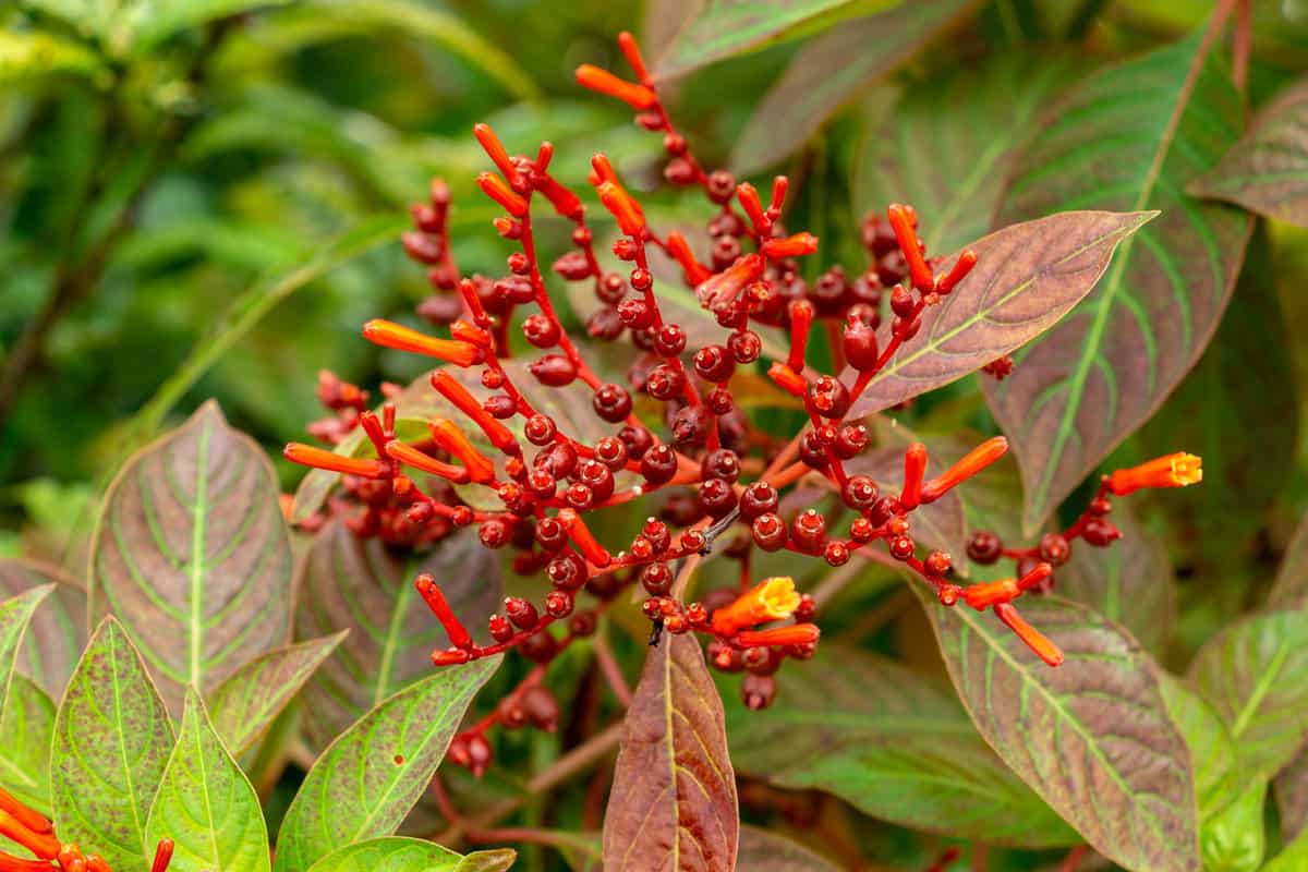 Firebush photographed in the garden