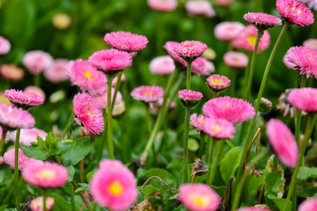Gorgeous pink flowers perennials 