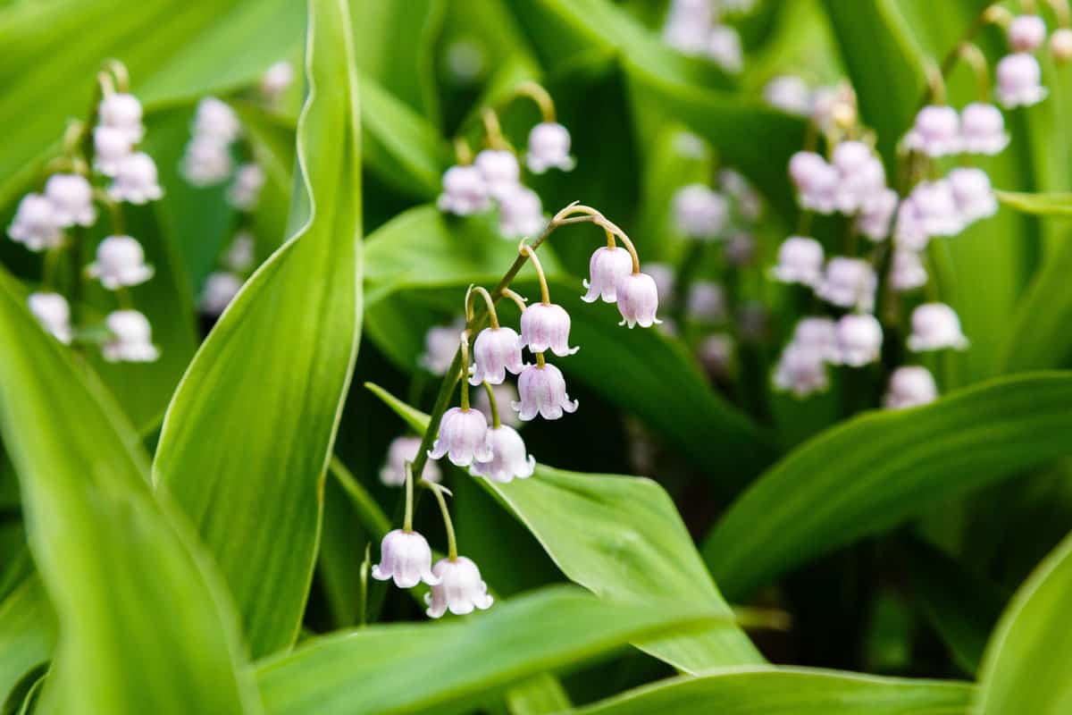 Flowering of lilies of the a valley. Convallaria majalis medicinal plant in the garden.
