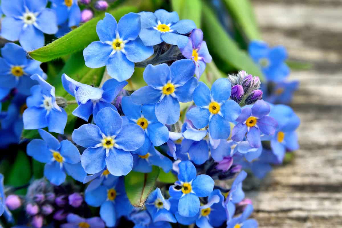 Forget-me-not flower with bright purple leaves