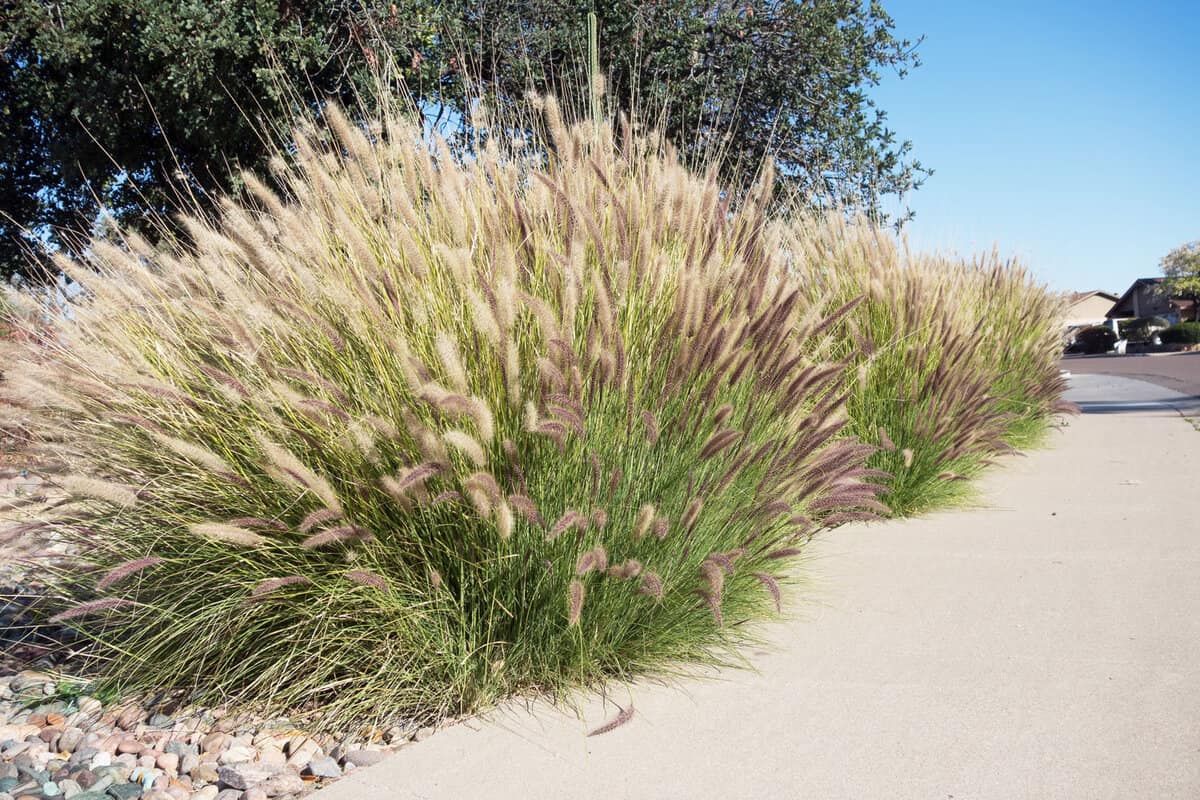 Fountain Grass planted near the road