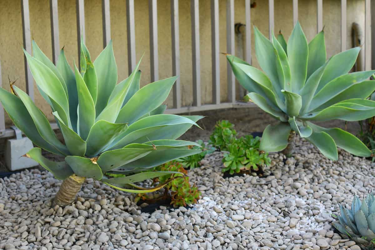 Fox tail agave planted on the property border