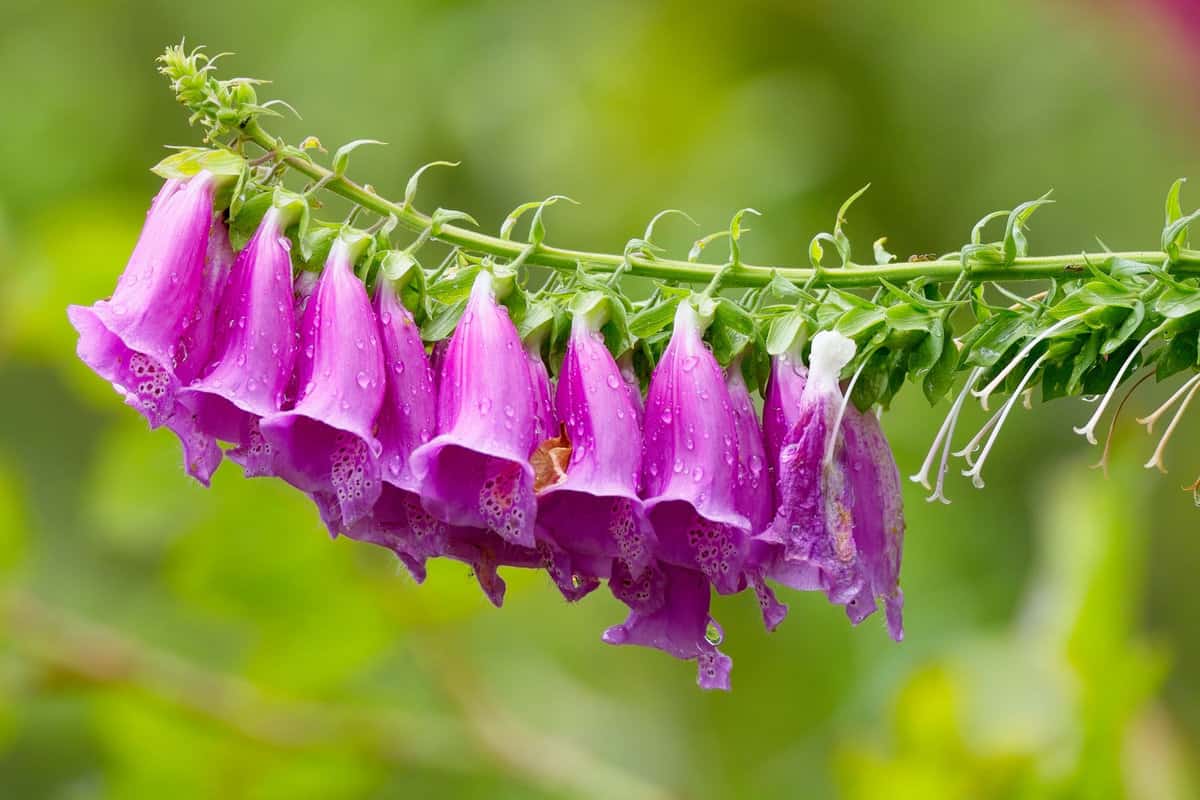 Foxglove (Digitalis purpurea) covered with rain drops. Bell-shaped pink and purple flowers bloom in the summer