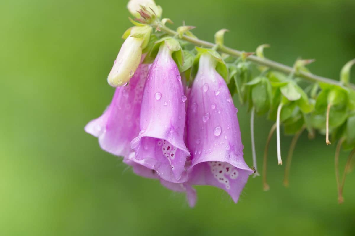 Foxglove (Digitalis purpurea) covered with rain drops. Bell-shaped pink and purple flowers bloom