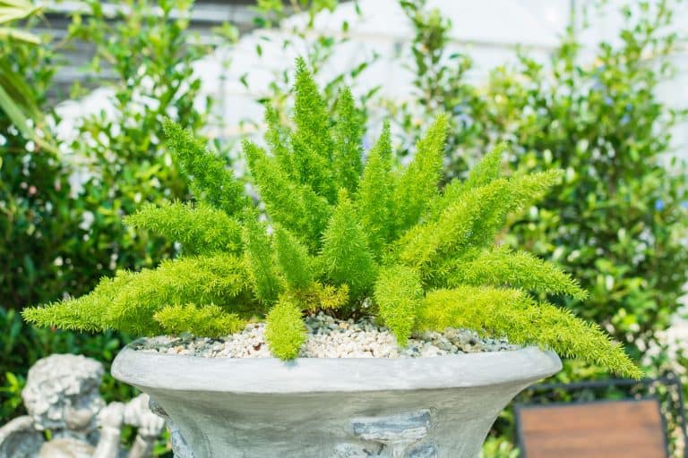 Foxtail fern placed on a stone pot with carvings
